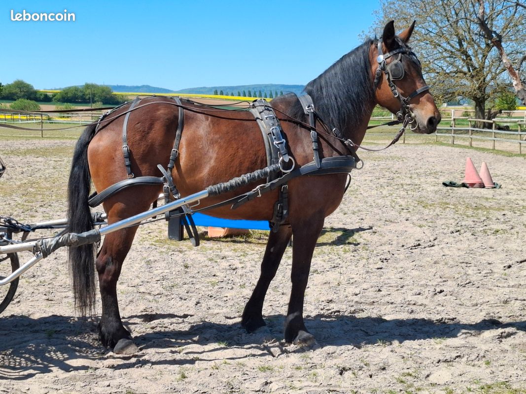 Ancien Harnais De Cheval En Cuir Avec œillères - Embout Kangourou, 5 Pouces - Occasion
