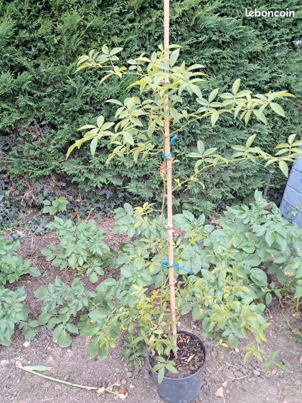 Rosier (image 2)