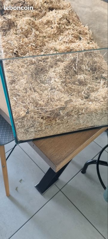 Terrarium (image 2)