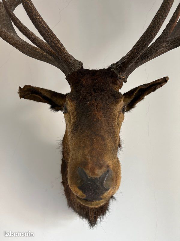 Trophée de chasse (image 3)