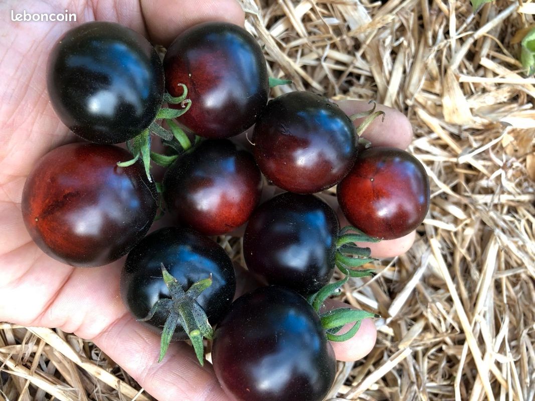 Graines de Tomates - reproductibles - Vert sera le Monde (image 1)