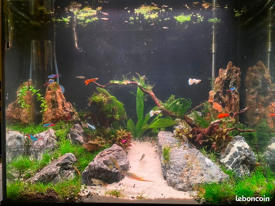 Vente matériel d’aquarium - kit complet (image 2)