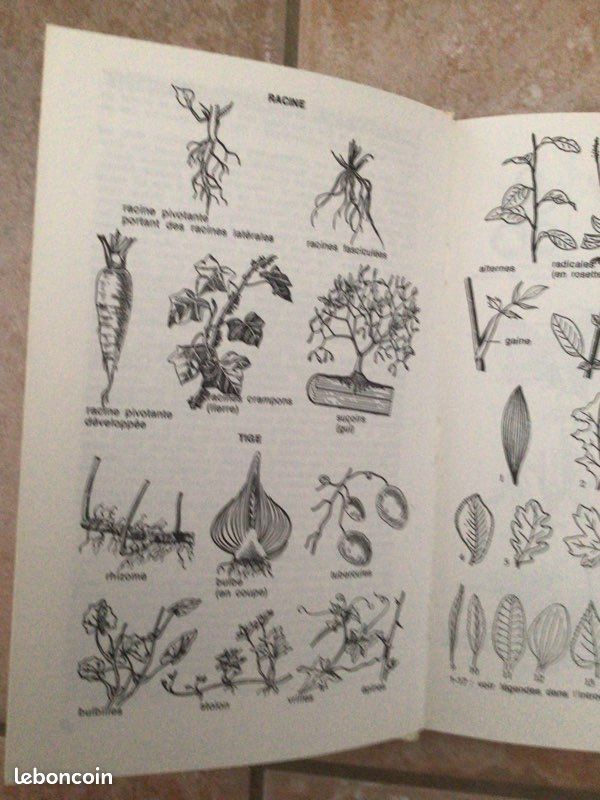 Les plantes sauvages d’Europe en couleurs de B Ursing (image 5)