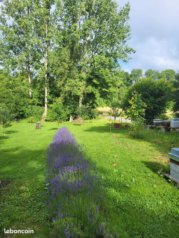 Melifères à souhait (image 2)