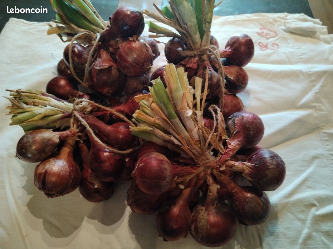 Oignons et échalotes bio. Pomme de terre nouvelle Amandine (image 1)