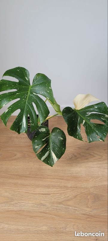 Monstera Tha Constellation (PON) - Jardin & Plantes