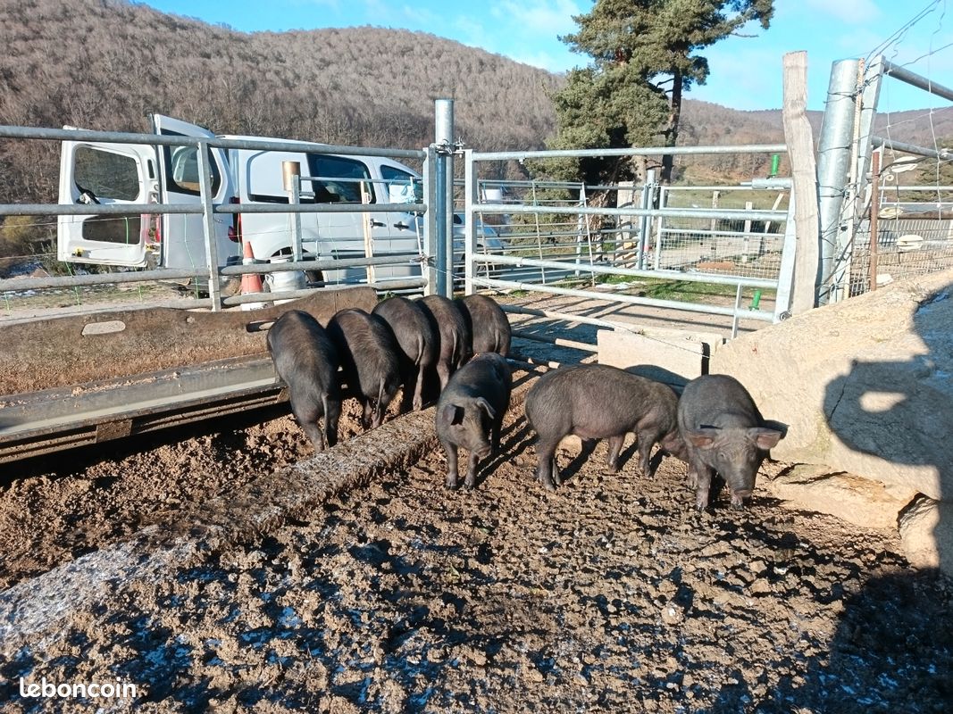 Porcelets porc gascons duroc (image 2)