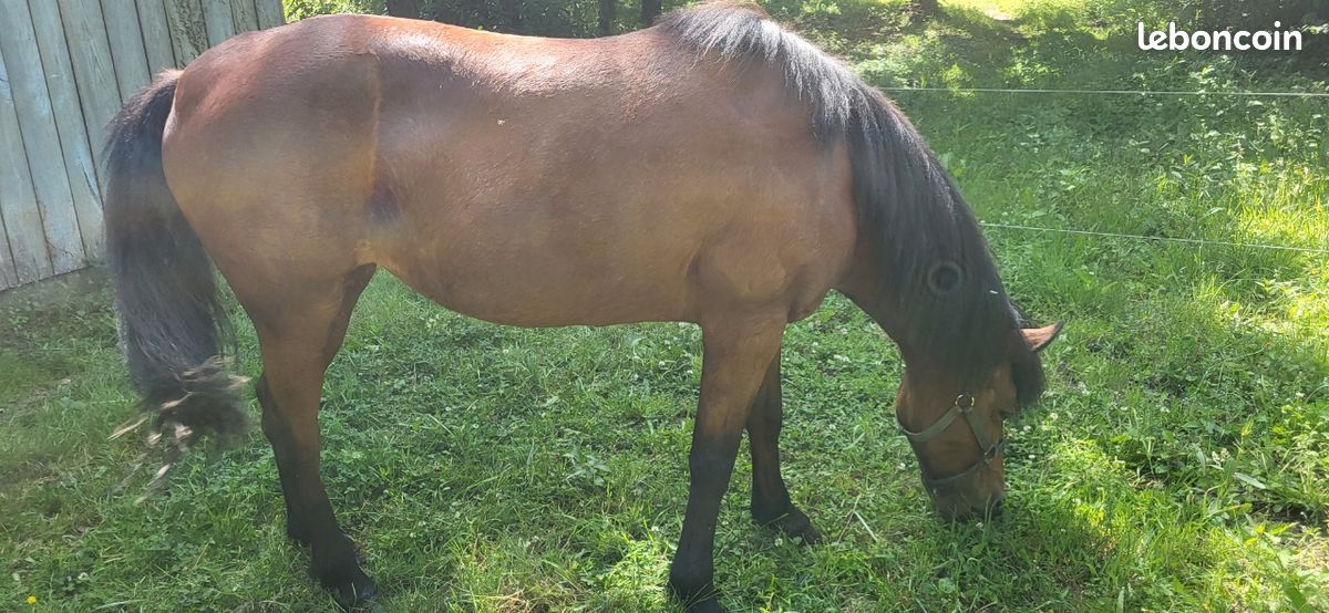 Terrain agricole · à Saint-Jean-sur-Mayenne · 250 €/mois