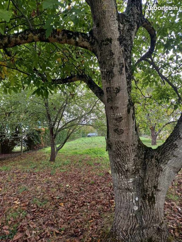 Verger, terrain arboré · à Mazerolles · 12 900 €