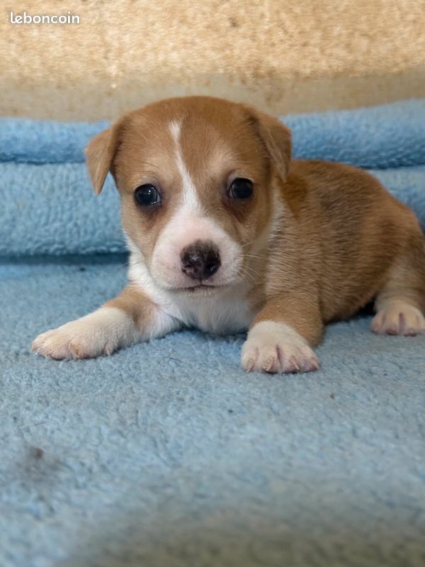 Jack russel (image 3)