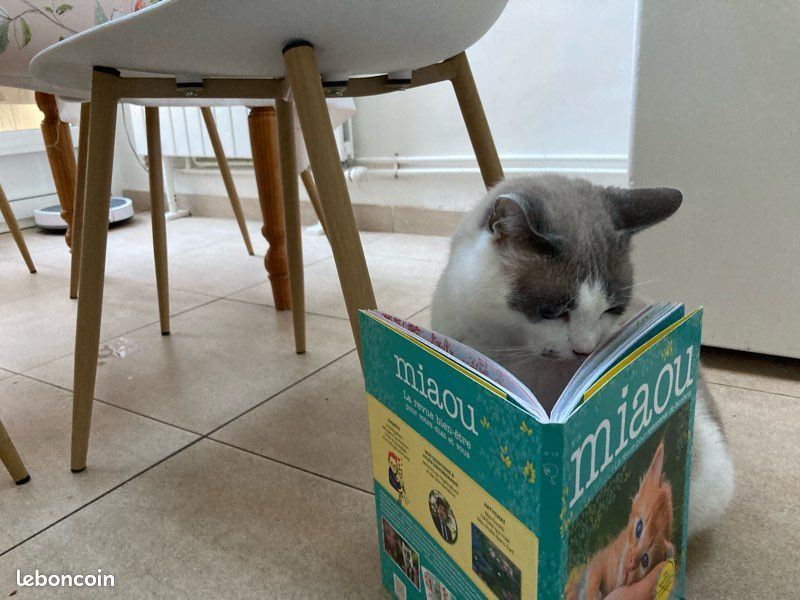 Livres miaou (2)😻 (image 3)