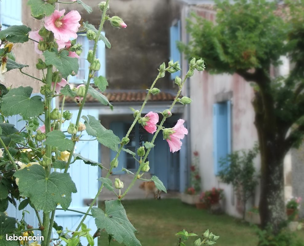 Maison 9 pièces 251 m² · à Chaillevette · 251 m² · 460 000 €