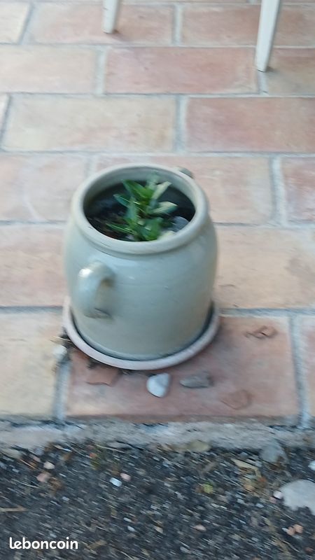 Pots de fleur vide ou avec plantes (image 4)