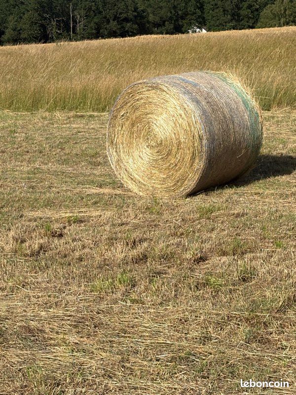 Foin (image 1)