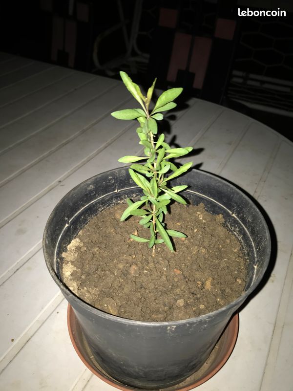 Plant Fruitier Baie de Goji (image 4)