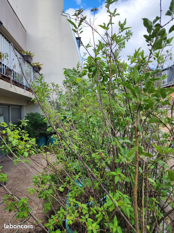 Arbres fruitiers et plantes aromatiques dont verveine citronnelle et sauge ananas de 10 à 40 en fonction de la taille (image 11)
