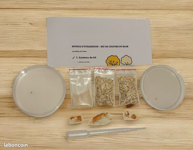 Blob Kit Complet Sclérote Physarum Polycephalum Jaune Fabriqué en France à Cahors - Jardin