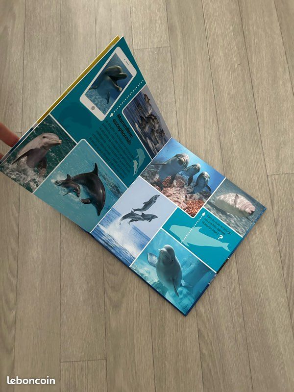 Les Animaux de la Mer en Photos - Christel Durantin - Éd. DeBorée Jeunes (image 3)