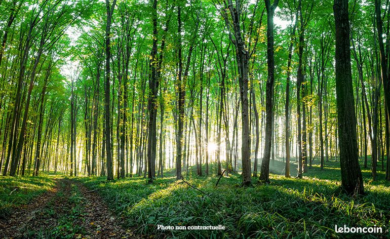 Propriété Forestière dans le Jura d’environ 5 hectares DF-2003-A · à Clairvaux-les-Lacs · 20 000 €