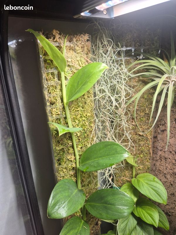 Monstera adansonii var. Klotzschiana - Jardin & Plantes