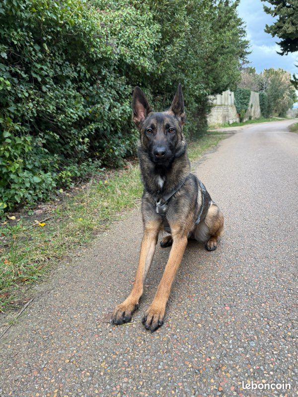Malinois femelle (image 3)