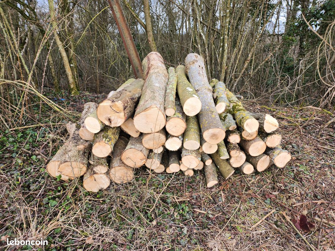 Bois (image 4)