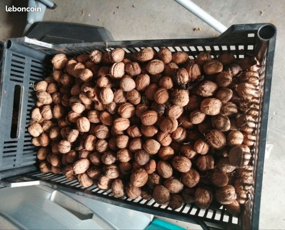 Noix fraîches (image 1)