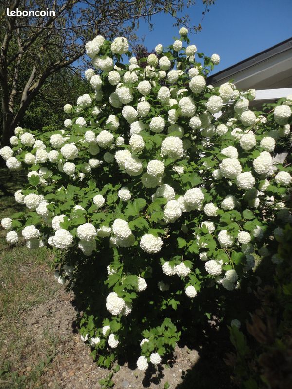 Plants de viorne (boule de neige) (image 2)
