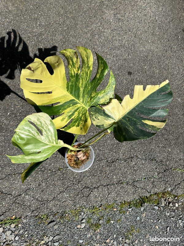 Monstera Yellow Marilyn - Jardin & Plantes