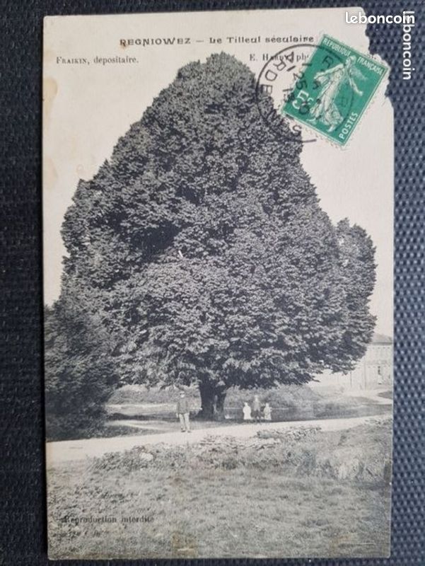 CPA Regniowez Ardennes, le tilleul seculaire 1913 (image 1)