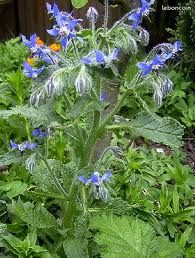 BOURRACHE BIO fleurs comestible (image 4)