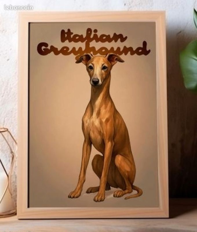 Poster chien LEVRIER ITALIEN - A3 (image 1)