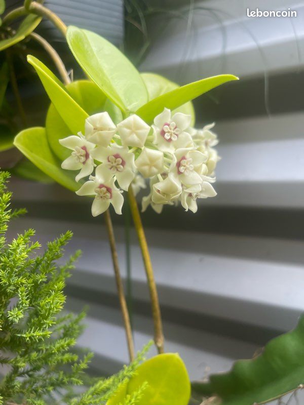 Plantes grimpantes à fleurs (image 7)