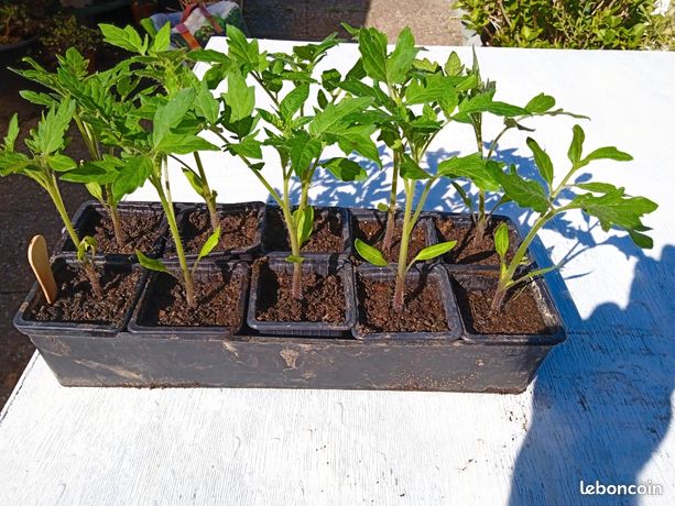 Prix D Un Plant De Tomate