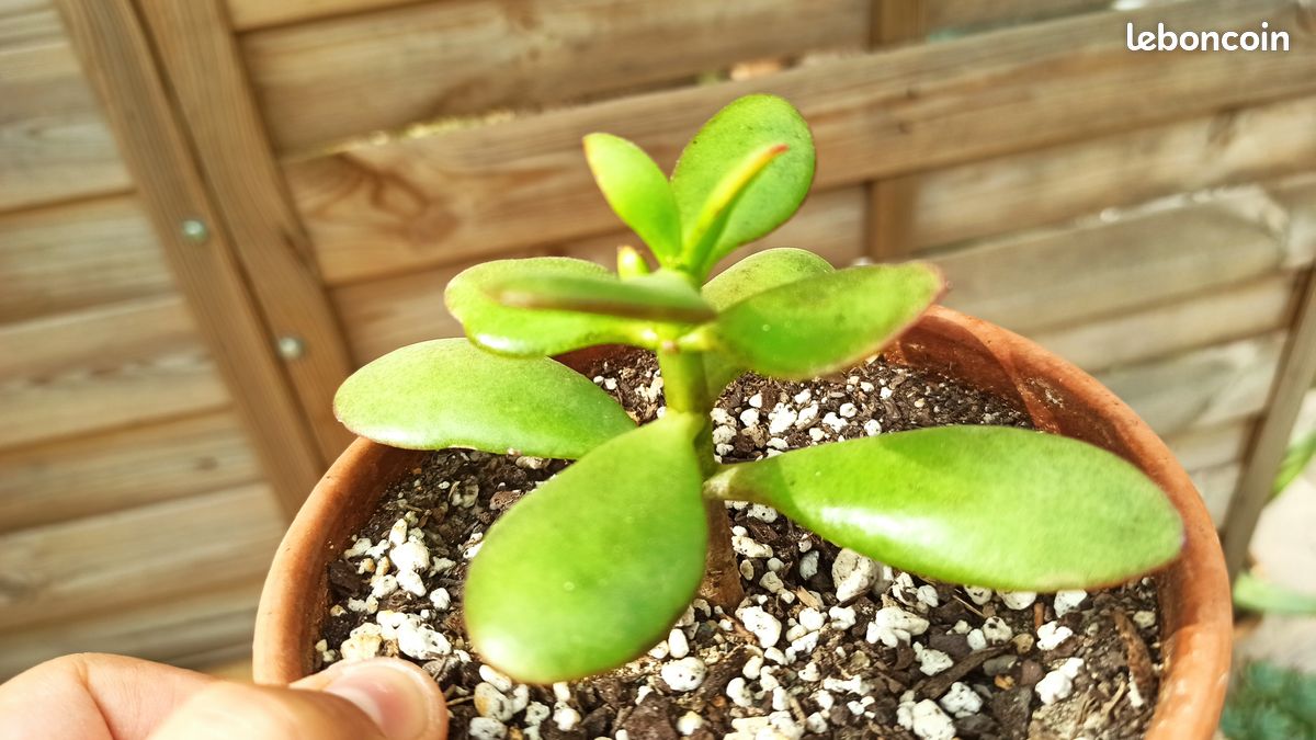 Crassula Ovata (image 1)