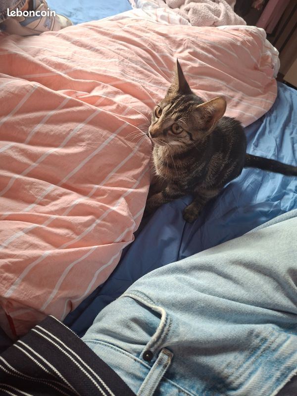 Chaton (image 2)