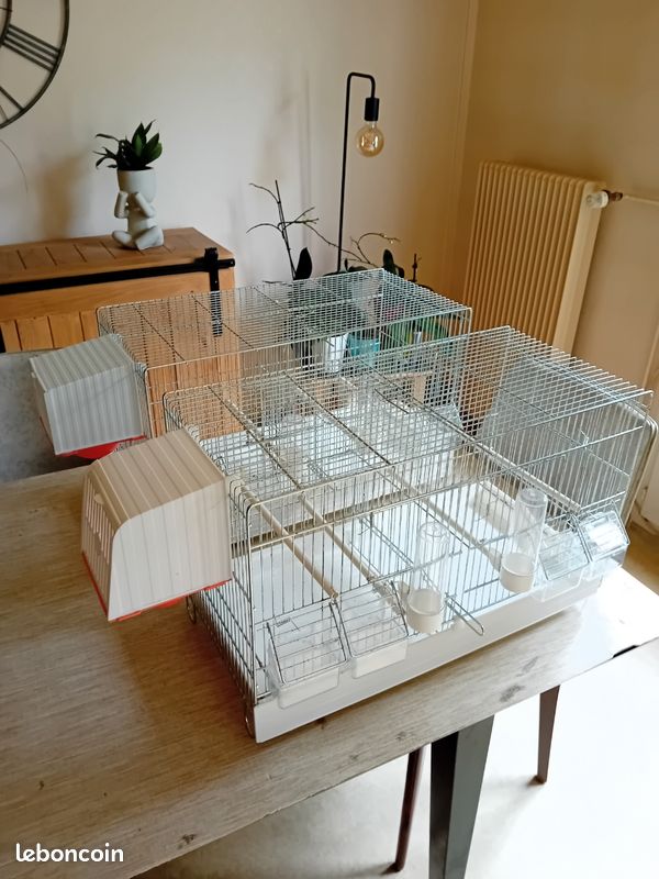 Cage oiseau (image 3)