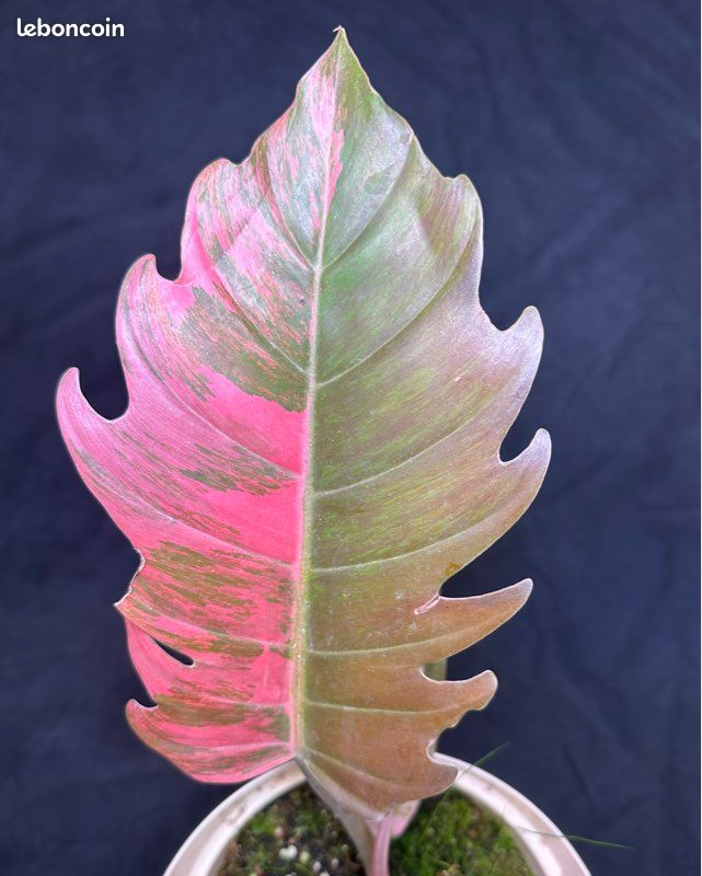 RARE - Philodendron caramel marble variegata full pink - Jardin & Plantes
