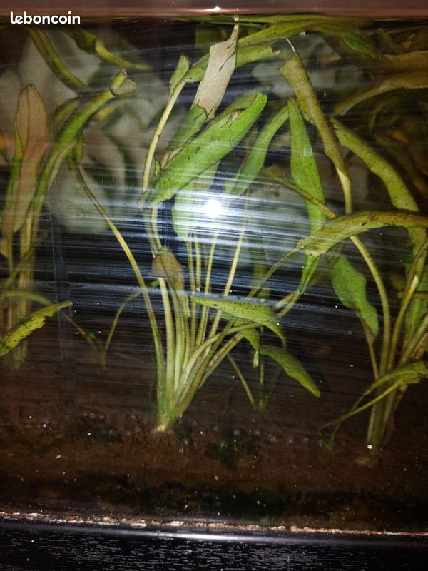 Plantes aquarium (image 3)