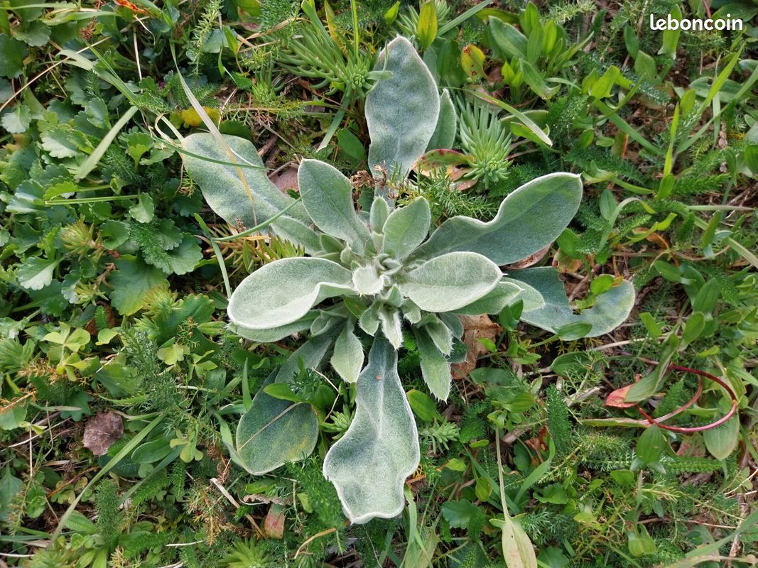 Échange au jardin (image 11)