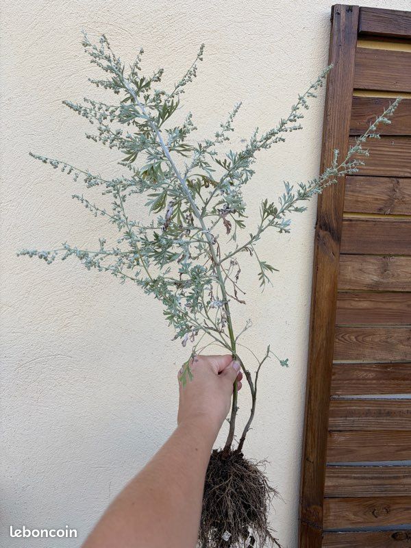 Échange plant d’absinthe 🌱🌼 (image 2)