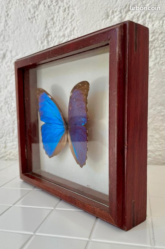Ancien dôme en verre bombé AC 3560 - Style Labo Antiquités