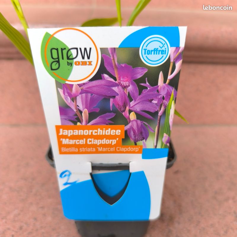 Orchidee de jardin (image 3)