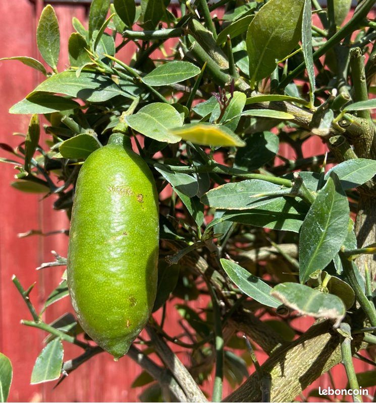 Bonsa citron caviar. Agrume australien gros sujet 18ans avec fruits -  Jardin & Plantes