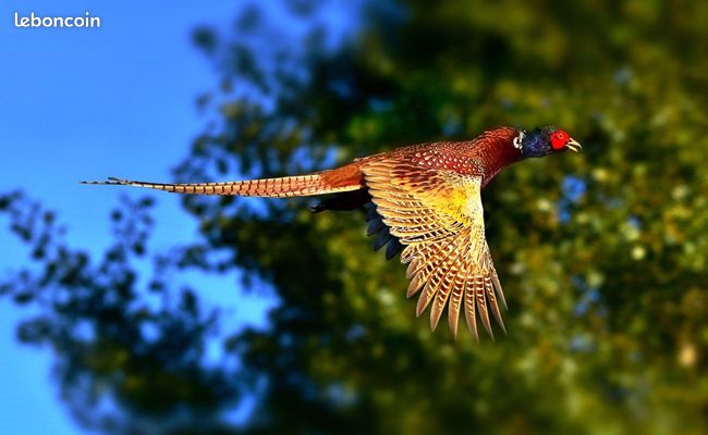 Chasse devant soi en Sologne (image 1)