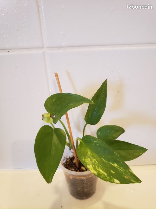 Pothos Doré (image 2)
