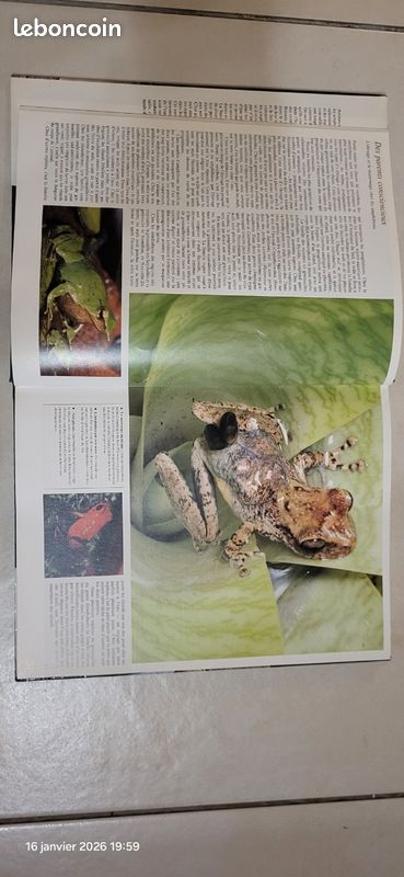 Les amphibiens et les reptiles (image 3)