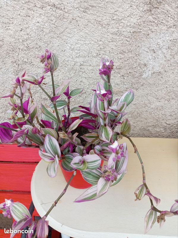 Plante misère (image 1)