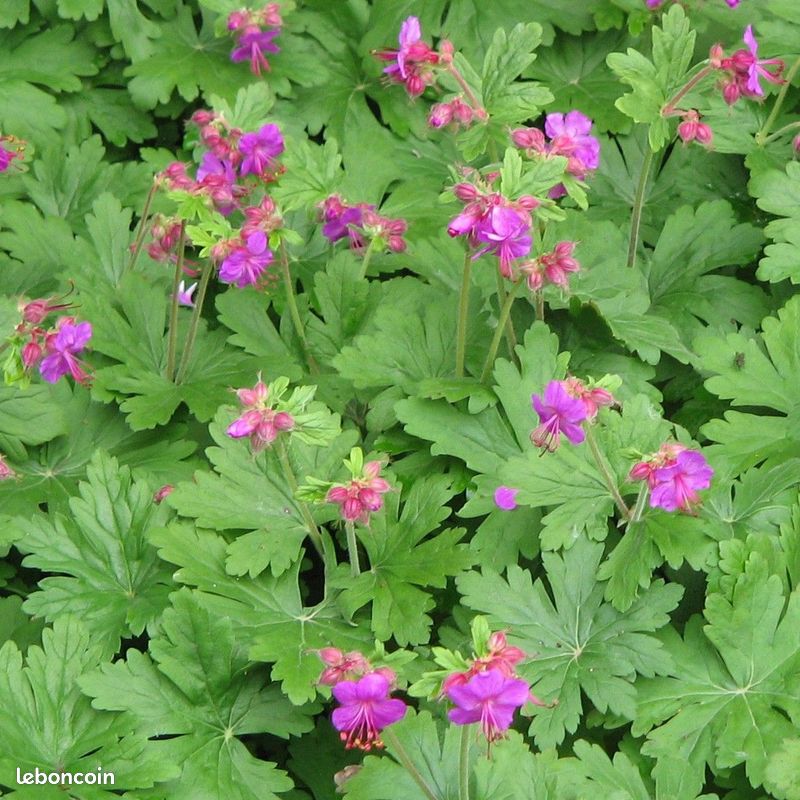 Plantes vivaces et alimentaires (image 2)