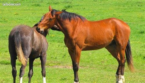 Herbage pour chevaux